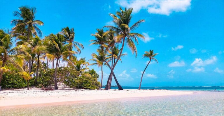 white beach with palm trees