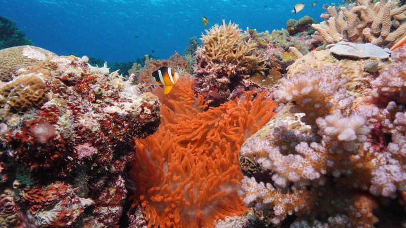 Ngedebus Coral Gardens