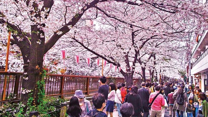 Cherry Blossom Festival in Japan