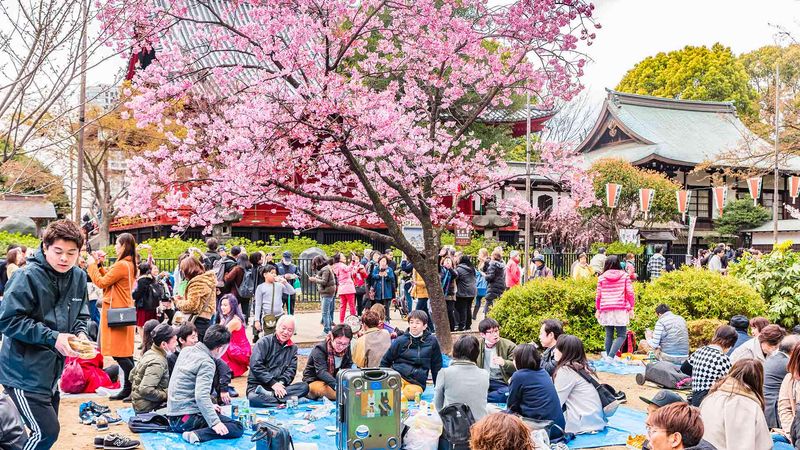 Cherry Blossom Festival in Japan