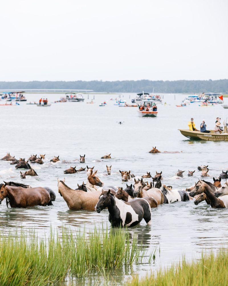 Chincoteague Island, Virginia