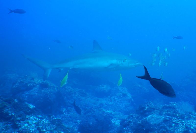 Cocos Island, Costa Rica