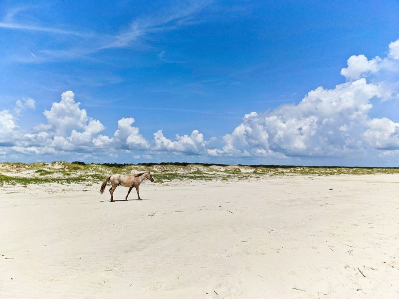 Cumberland Island, Georgia