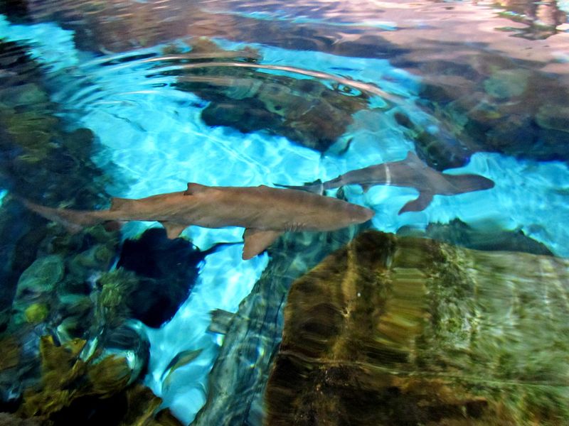 Delaware's Underwater Garden