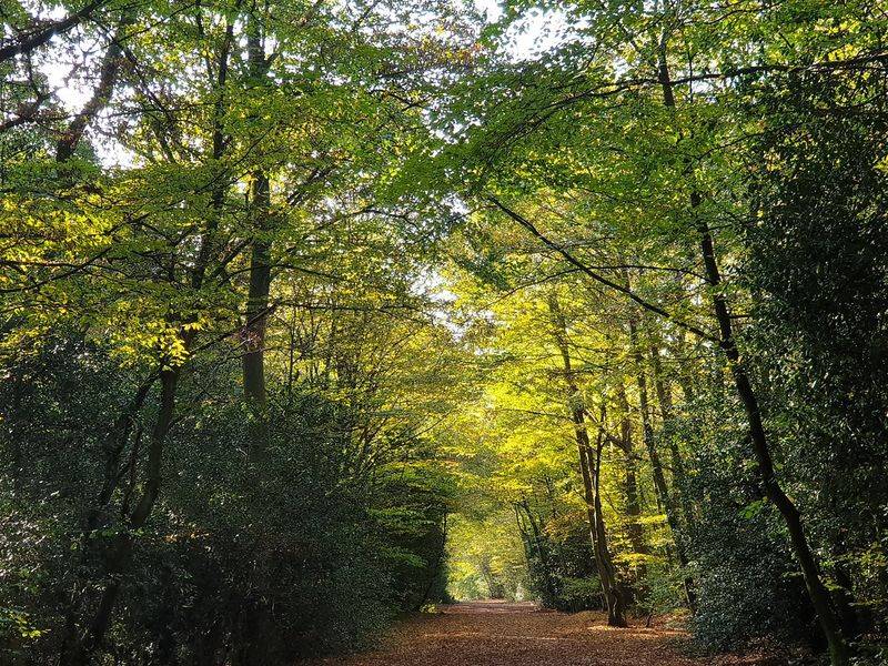 Epping Forest