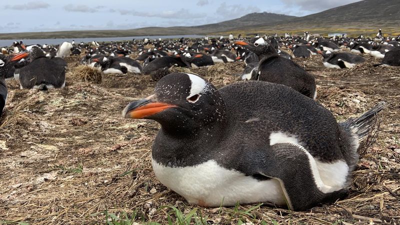 Falkland Islands