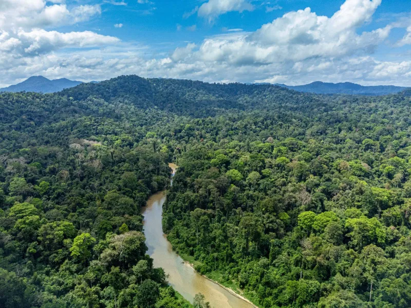 Floating Rainforest Bubbles in Malaysia