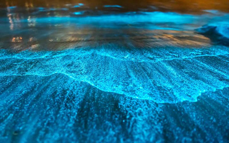 Florida's Bioluminescent Beach