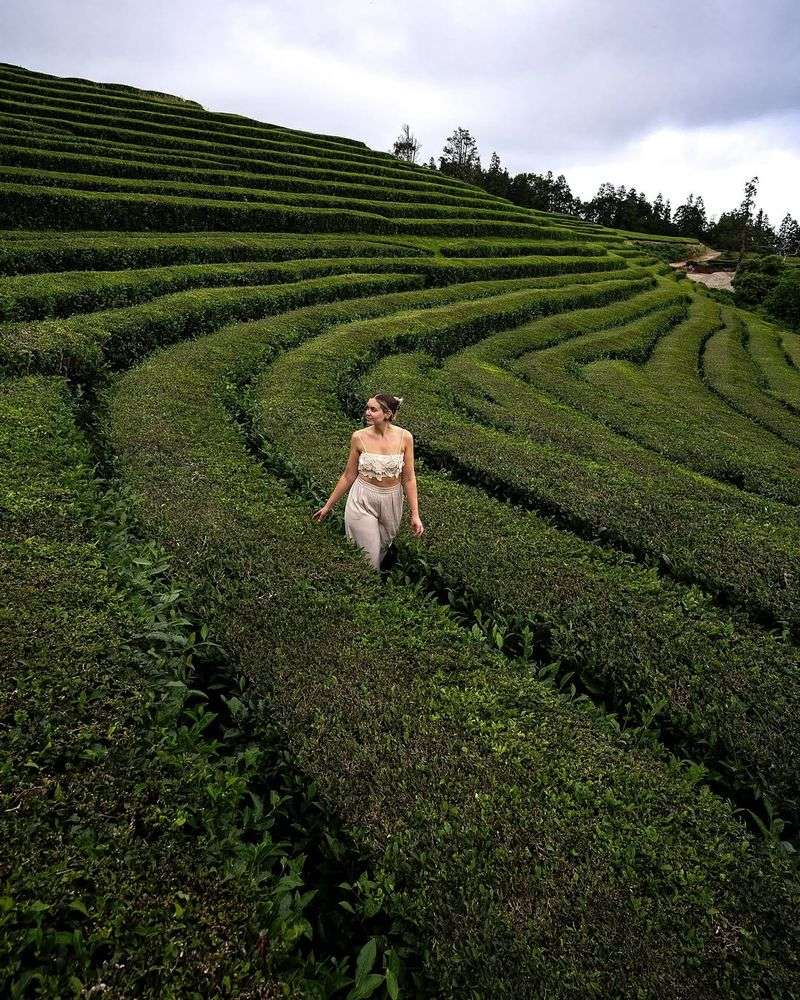 Tea Plantations