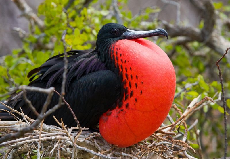 Galapagos Islands