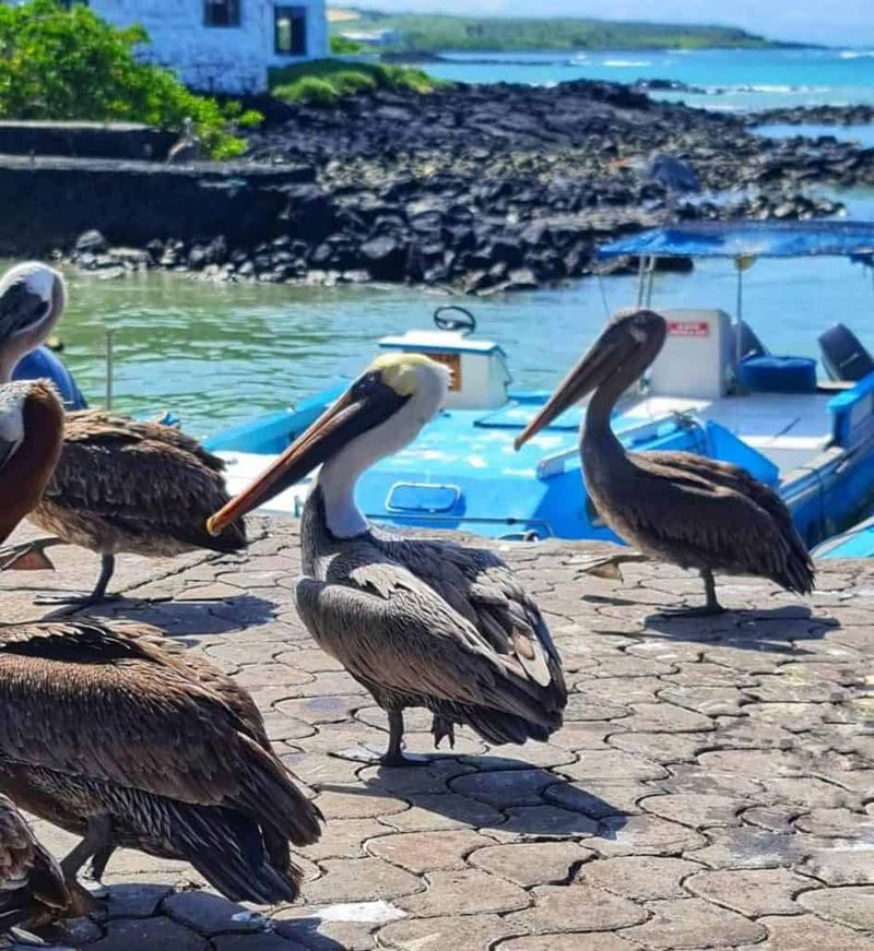 Galapagos Islands Wildlife Voyage