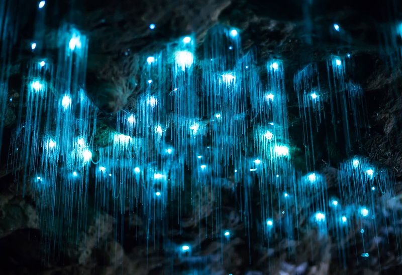 Glowworm Caves, New Zealand