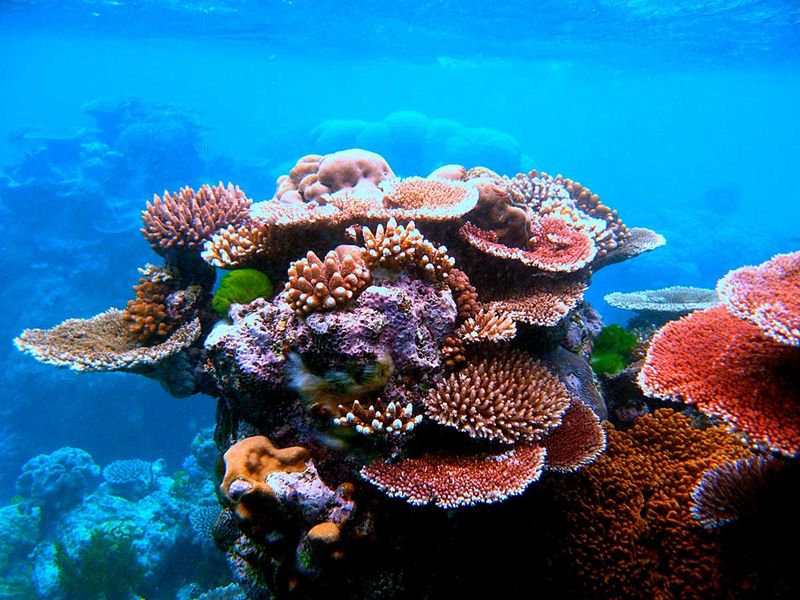 Great Barrier Reef, Australia