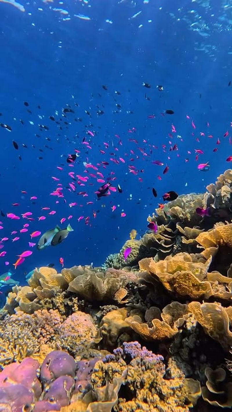 Great Barrier Reef, Australia