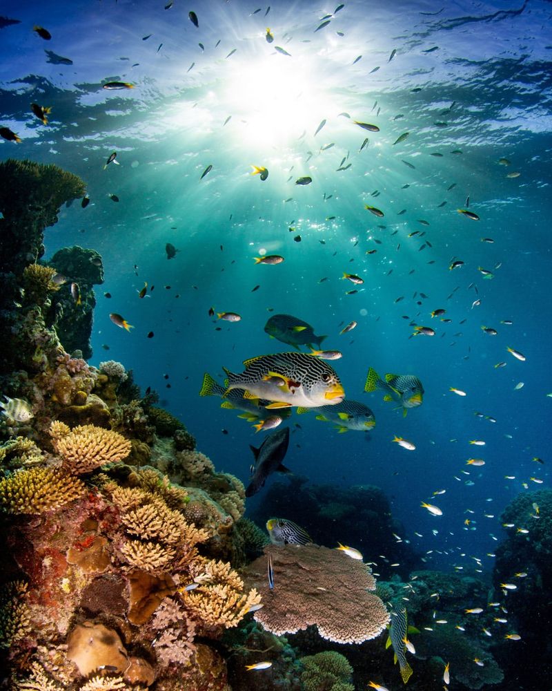 Great Barrier Reef, Australia