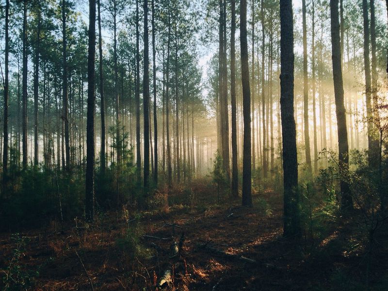 Iowa's Wind Whispering Forest