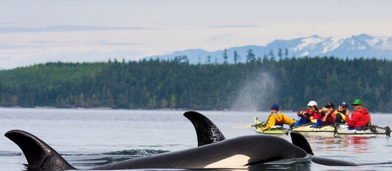 Kayaking with Orcas in British Columbia