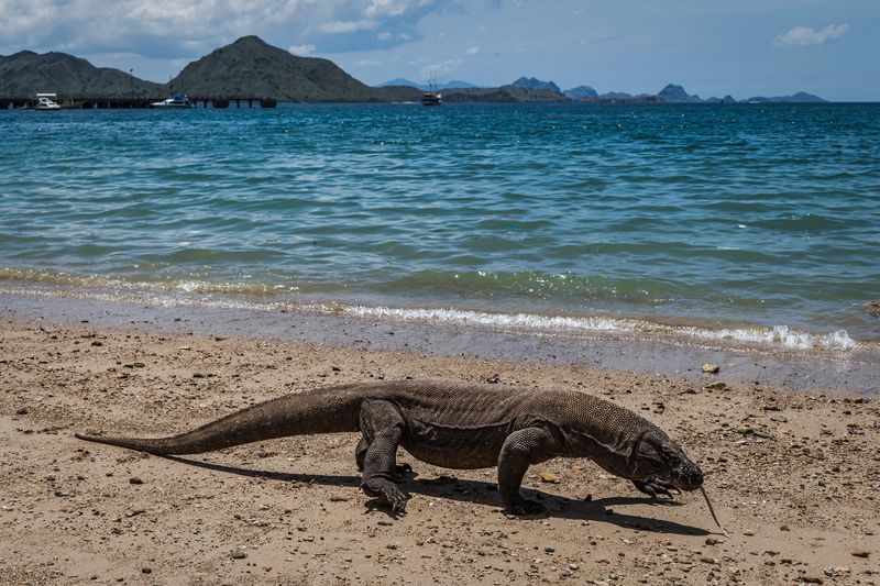 Komodo Island