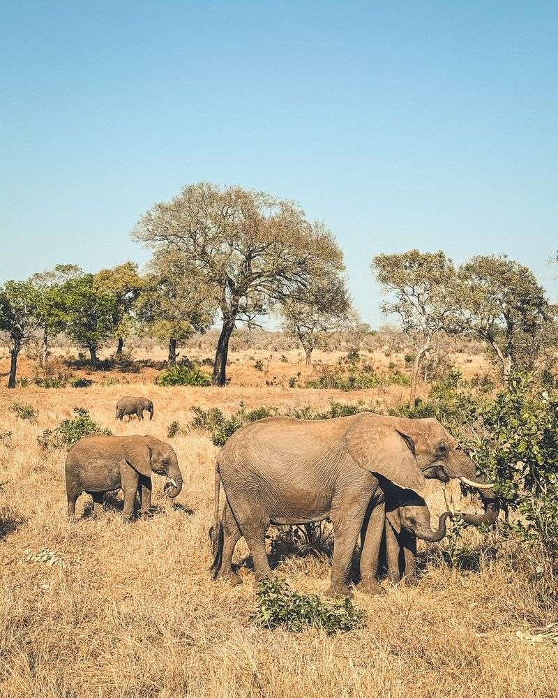 Kruger National Park, South Africa