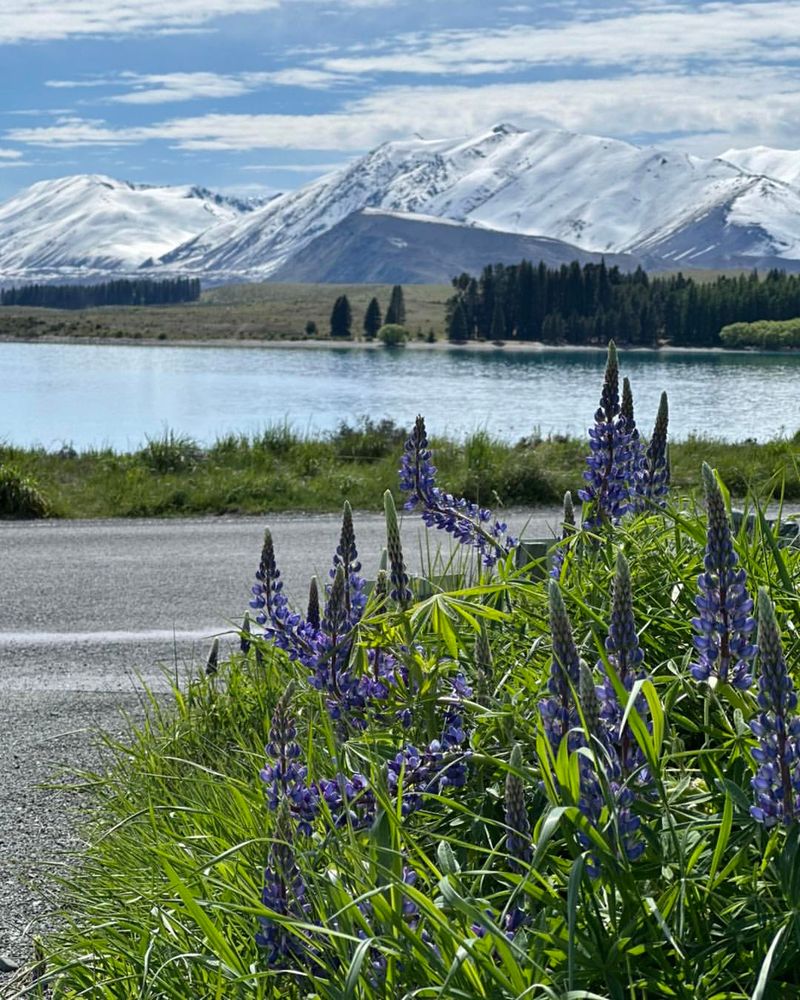 Lake Tekapo, New Zealand