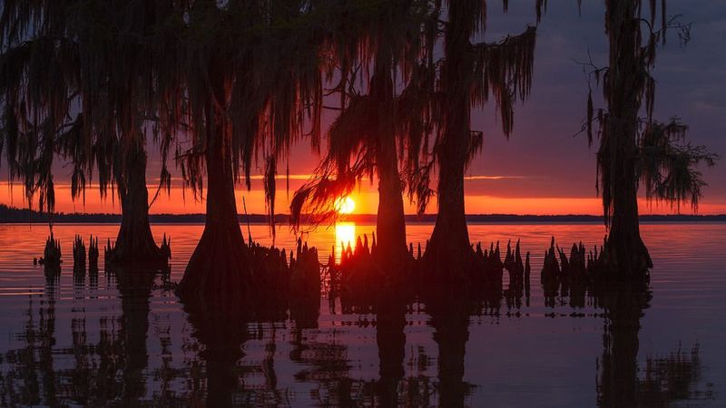 Louisiana's Bayou Swamp Lights