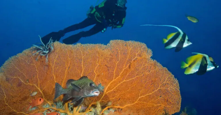 Love Marine Life? 23 Spectacular Diving Spots In Palau For You