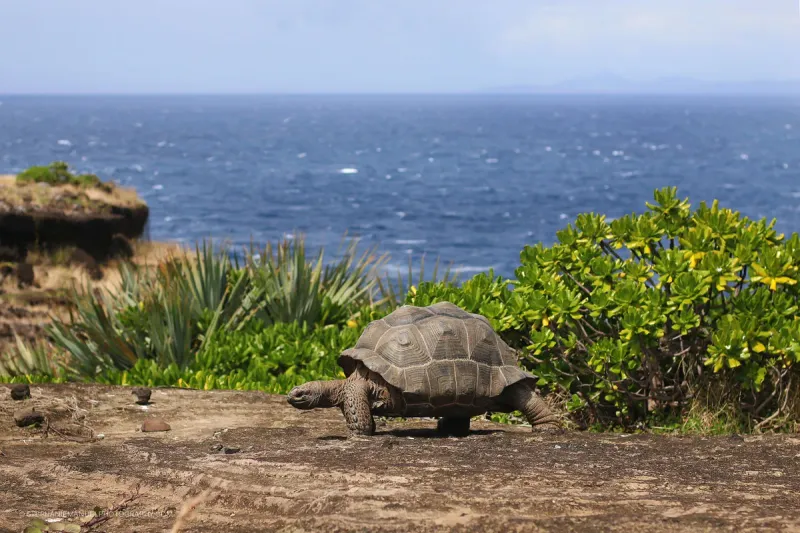 Mauritius