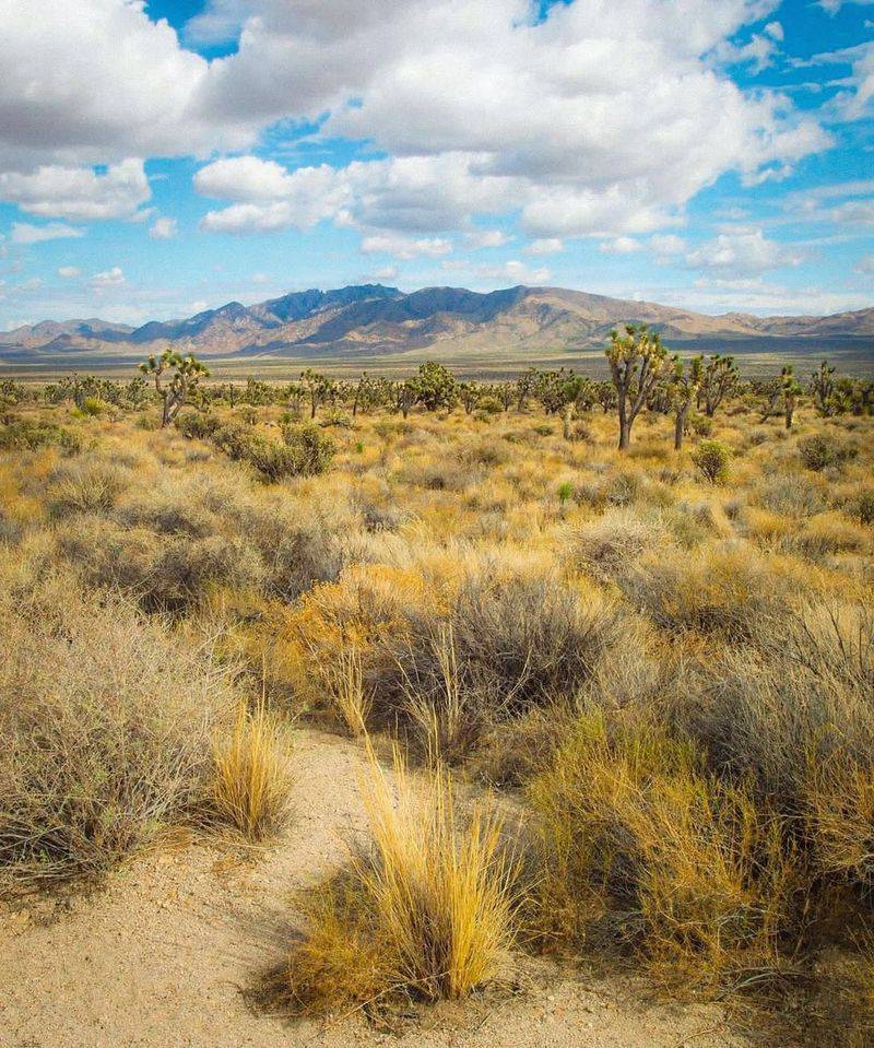 Mojave Desert, USA