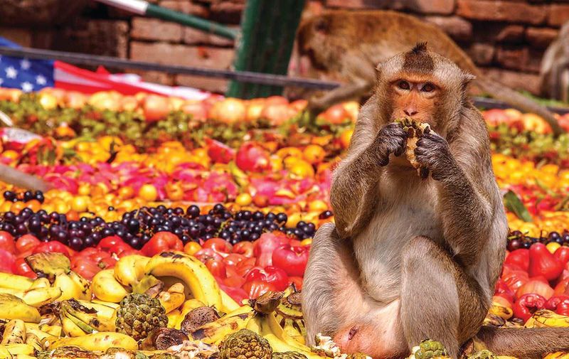 Monkey Buffet Festival, Thailand