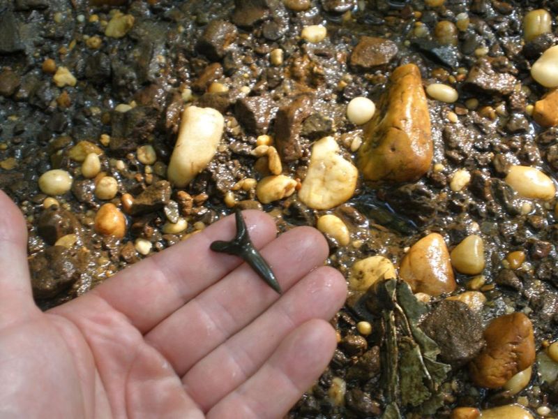 New Jersey's Fossil Beach