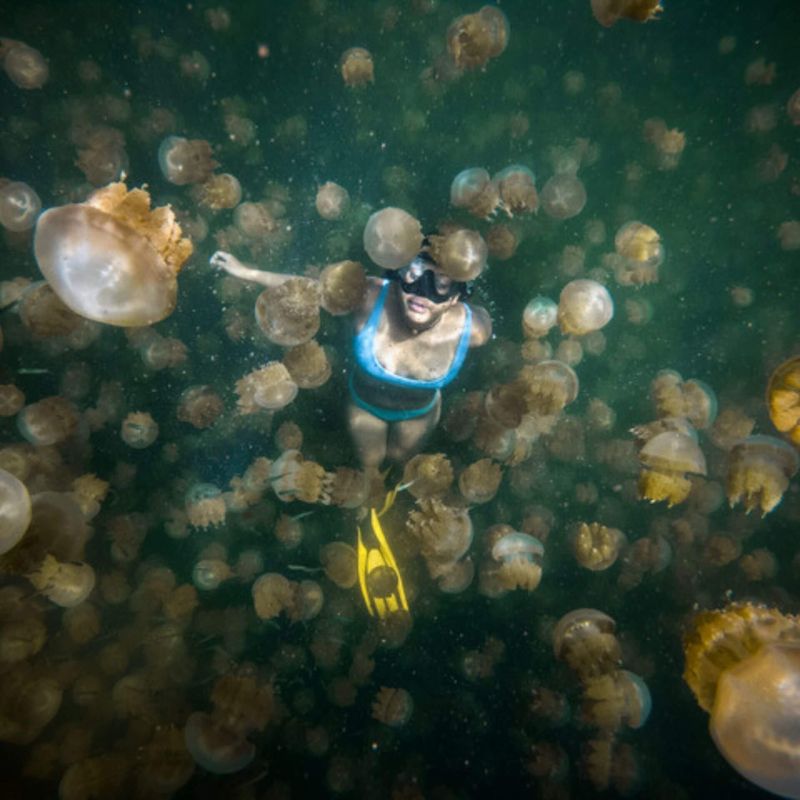 Jellyfish Lake (snorkeling/diving restricted)