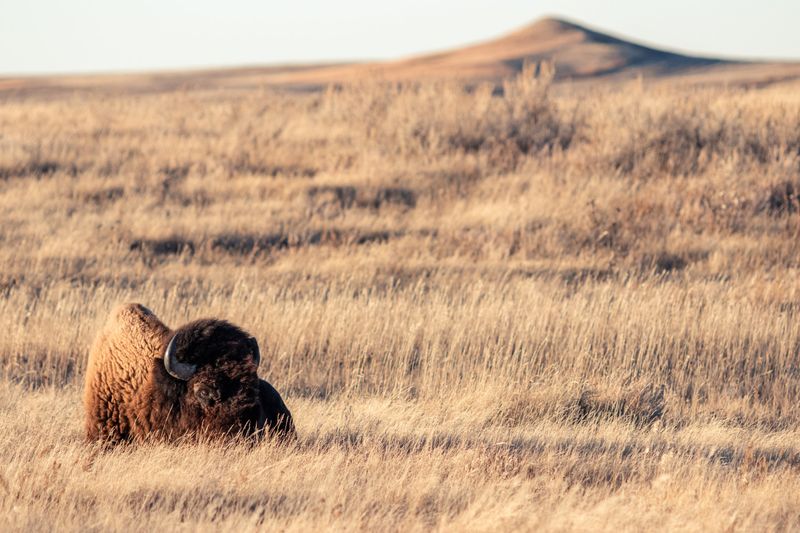 North Dakota's Whispering Prairie