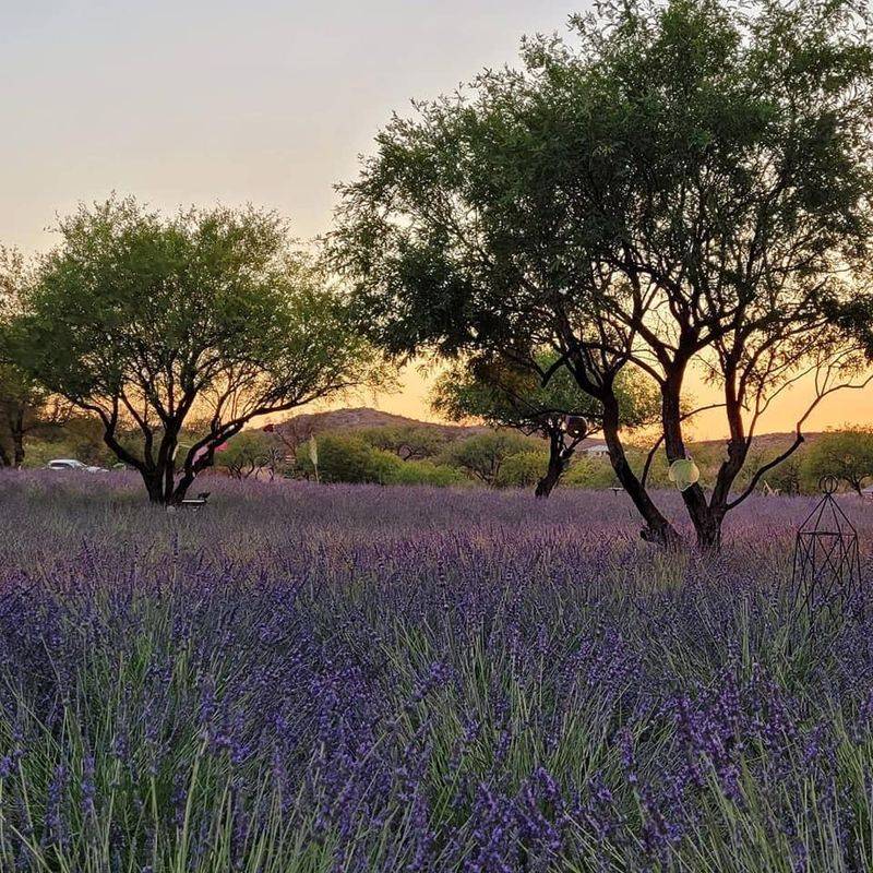 Oracle Lavender Farm