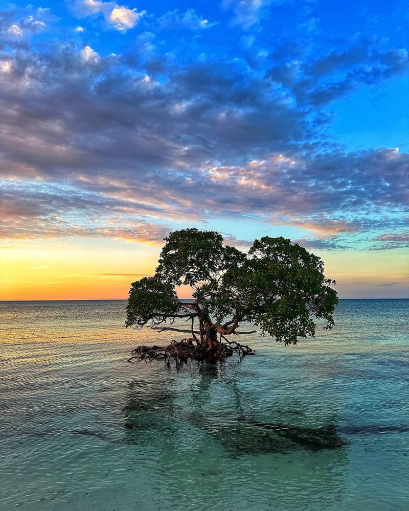 Cayo Jutías