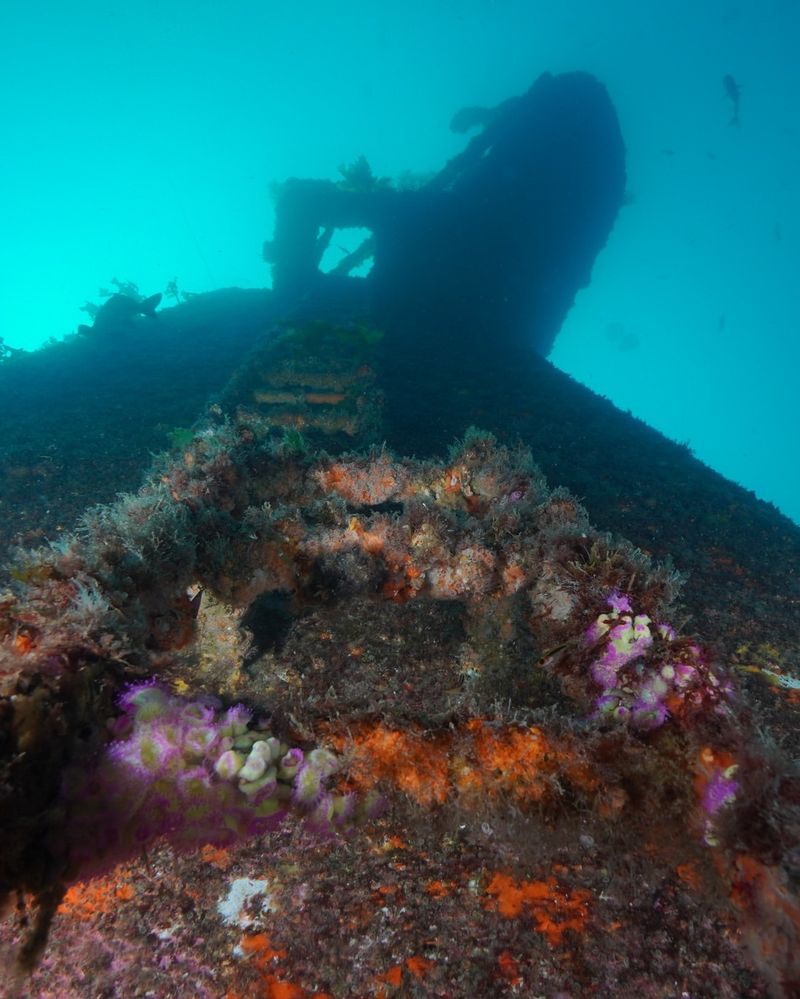 Rainbow Warrior, New Zealand