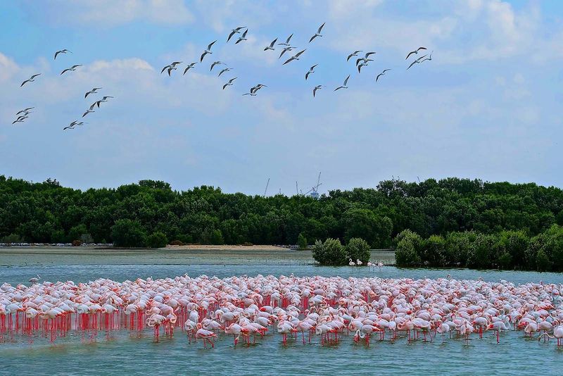 Ras Al Khor Wildlife Sanctuary