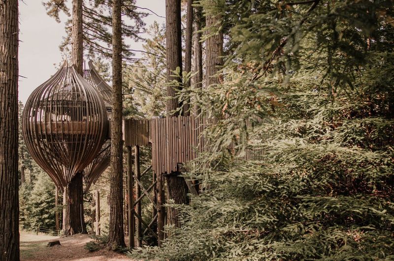 Redwoods Treehouse, New Zealand