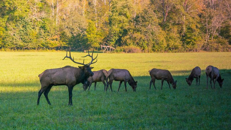 Respect Wildlife