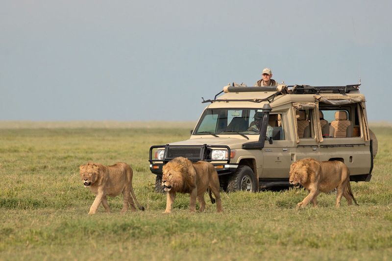 Safari in the Serengeti, Tanzania