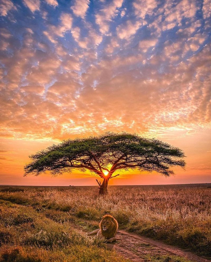 Serengeti National Park, Tanzania