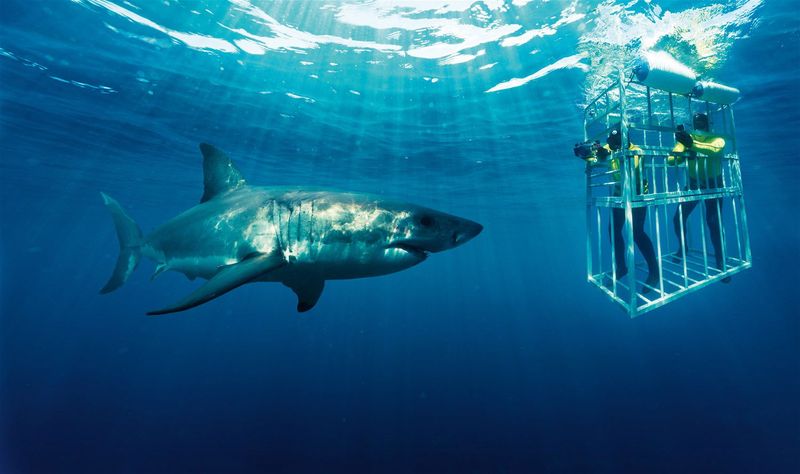 Shark Cage Diving in South Africa