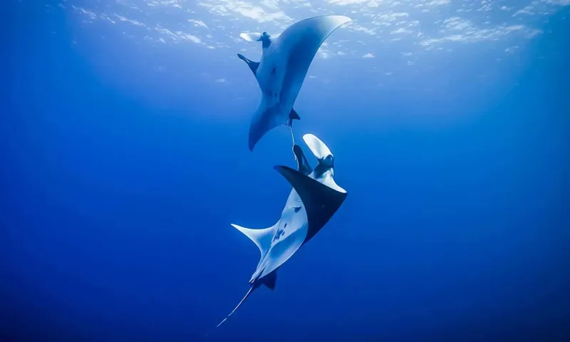 Socorro Island, Mexico