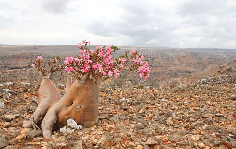 Socotra Island, Yemen