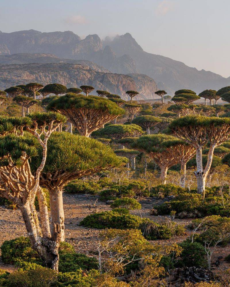 Socotra, Yemen