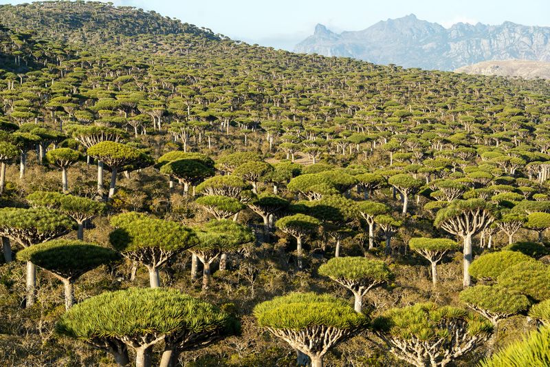 Socotra, Yemen