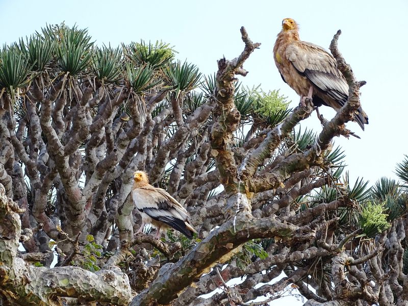 Socotra