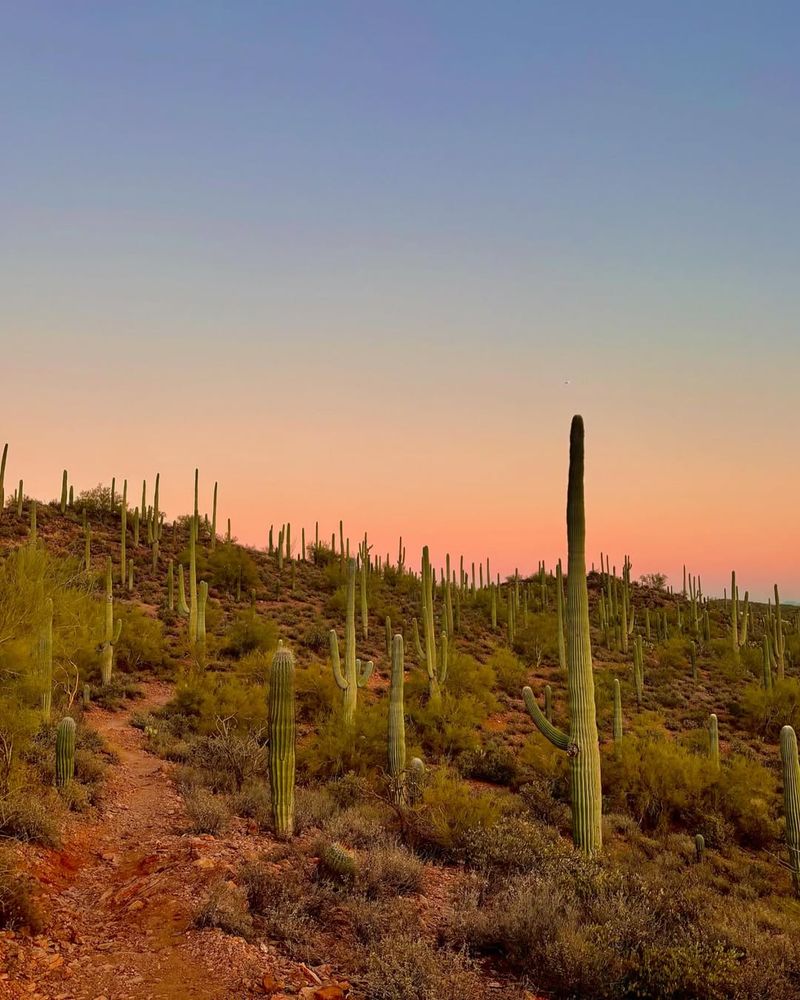 Sonoran Desert, USA/Mexico