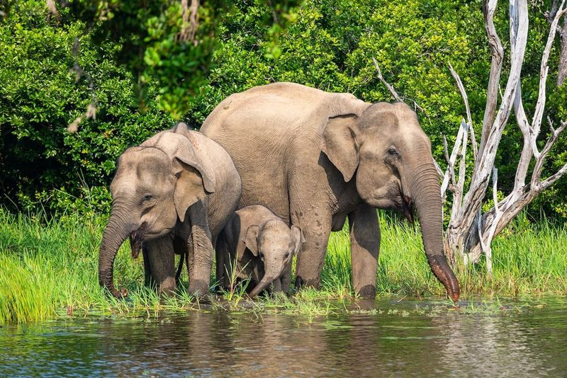 Sri Lanka