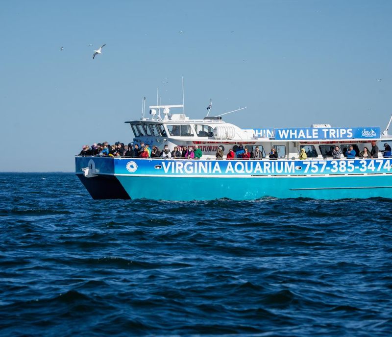 Take a Dolphin Watching Tour