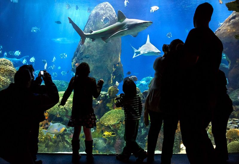 Tennessee Aquarium